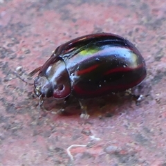 Paropsisterna semivittata at Braemar, NSW - 8 Nov 2024 09:22 AM