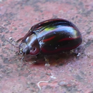 Paropsisterna nigerrima at Braemar, NSW - 8 Nov 2024 09:22 AM