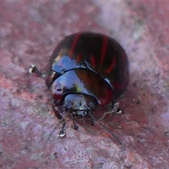 Paropsisterna semivittata at Braemar, NSW - 8 Nov 2024 09:22 AM