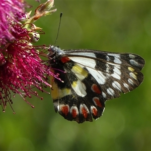 Delias aganippe (Spotted Jezebel) at Braemar, NSW by Curiosity