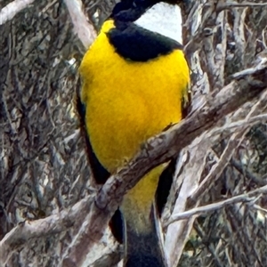 Pachycephala pectoralis (Golden Whistler) at Yanakie, VIC by Louisab