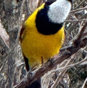 Pachycephala pectoralis at Yanakie, VIC - 12 Nov 2024