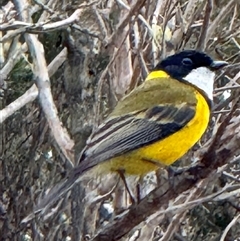 Pachycephala pectoralis at Yanakie, VIC - 12 Nov 2024