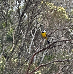 Pachycephala pectoralis at Yanakie, VIC - 12 Nov 2024