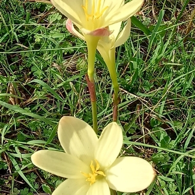 Unidentified Lily or Iris at Long Flat, NSW - 10 Nov 2024 by MVM