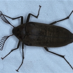 Unverified Darkling beetle (Tenebrionidae) at Rosedale, NSW - 6 Nov 2024 by jb2602