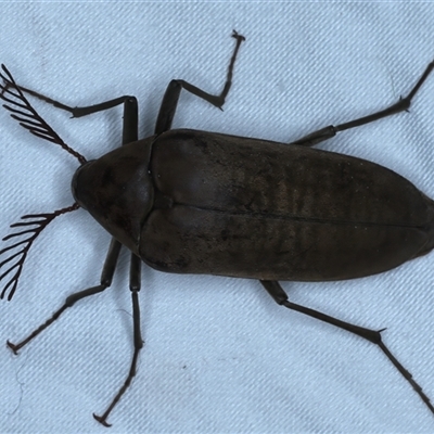 Unverified Darkling beetle (Tenebrionidae) at Rosedale, NSW - 6 Nov 2024 by jb2602