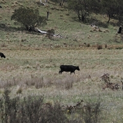 Bos taurus (Wild Cattle) at Mount Clear, ACT - 22 Oct 2024 by RAllen