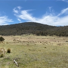 Bos taurus at Mount Clear, ACT - 22 Oct 2024 12:47 PM