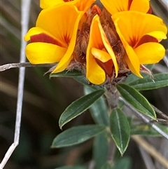 Pultenaea capitellata (Hard-head Bush-pea) at Mount Clear, ACT - 22 Oct 2024 by RAllen