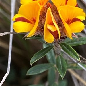 Pultenaea capitellata at Mount Clear, ACT - 22 Oct 2024 01:35 PM