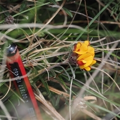 Pultenaea capitellata at Mount Clear, ACT - 22 Oct 2024 01:35 PM