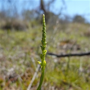 Microtis parviflora at Gundary, NSW - suppressed