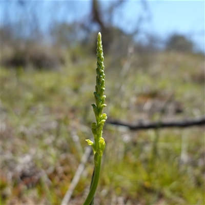 Microtis parviflora (Slender Onion Orchid) at Gundary, NSW - 22 Oct 2024 by RobG1