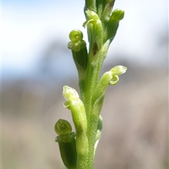 Microtis parviflora at Gundary, NSW - suppressed