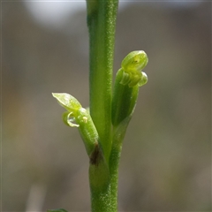 Microtis parviflora at Gundary, NSW - suppressed