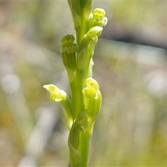 Microtis parviflora at Gundary, NSW - 22 Oct 2024