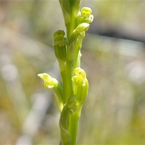 Microtis parviflora at Gundary, NSW - suppressed