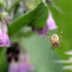 Araneus hamiltoni (Hamilton's Orb Weaver) at Bungendore, NSW - 11 Nov 2024 by inquisitive