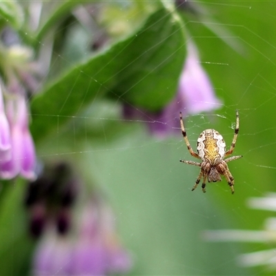 Araneus hamiltoni (Hamilton's Orb Weaver) at Bungendore, NSW - 11 Nov 2024 by inquisitive