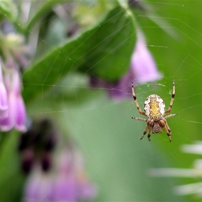 Araneus hamiltoni (Hamilton's Orb Weaver) at Bungendore, NSW - 10 Nov 2024 by inquisitive