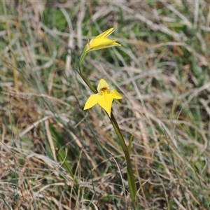 Diuris subalpina at Mount Clear, ACT - 22 Oct 2024