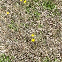 Diuris subalpina at Mount Clear, ACT - suppressed