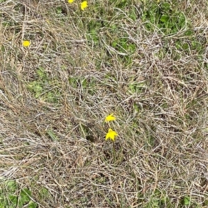 Diuris subalpina at Mount Clear, ACT - 22 Oct 2024