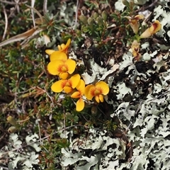 Dillwynia prostrata (Matted Parrot-pea) at Mount Clear, ACT - 22 Oct 2024 by RAllen