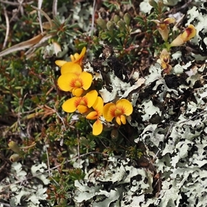 Dillwynia prostrata at Mount Clear, ACT - 22 Oct 2024