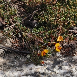 Dillwynia prostrata at Mount Clear, ACT - 22 Oct 2024