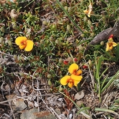 Dillwynia prostrata at Mount Clear, ACT - 22 Oct 2024