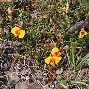 Dillwynia prostrata at Mount Clear, ACT - 22 Oct 2024