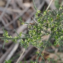 Discaria pubescens (Australian Anchor Plant) at Mount Clear, ACT - 22 Oct 2024 by RAllen