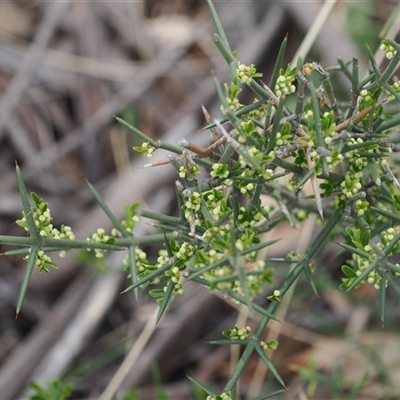 Discaria pubescens (Australian Anchor Plant) at Mount Clear, ACT - 22 Oct 2024 by RAllen