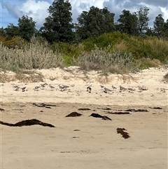 Limosa lapponica (Bar-tailed Godwit) at Broulee, NSW - 12 Nov 2024 by ssflor