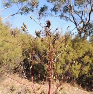 Bidens subalternans at Kambah, ACT - 27 Apr 2024