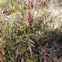 Bidens subalternans at Kambah, ACT - 27 Apr 2024