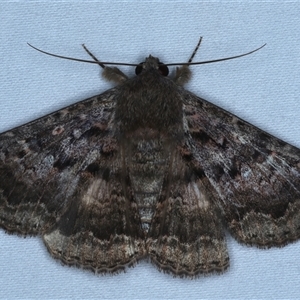 Eudesmeola lawsoni (Lawson's Night Moth) at Rosedale, NSW by jb2602