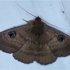 Dasypodia selenophora (Southern old lady moth) at Rosedale, NSW - 6 Nov 2024 by jb2602