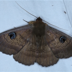 Dasypodia selenophora at Rosedale, NSW - 6 Nov 2024