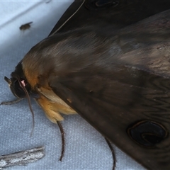 Dasypodia selenophora at Rosedale, NSW - 6 Nov 2024 11:05 PM