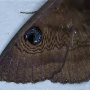 Dasypodia selenophora at Rosedale, NSW - 6 Nov 2024