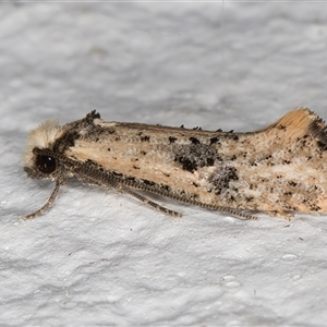 Monopis argillacea at Melba, ACT - 9 Nov 2024 10:52 PM