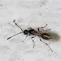 Diapriidae (family) at Melba, ACT - 9 Nov 2024 10:55 PM