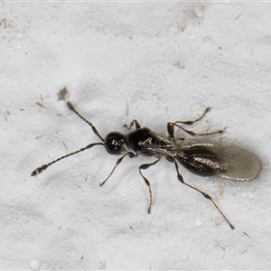 Diapriidae (family) at Melba, ACT - 9 Nov 2024