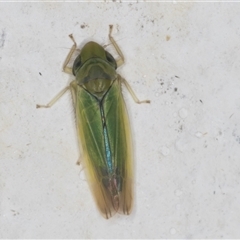 Deltocephalinae sp. (sub-family) (A leafhopper) at Melba, ACT - 9 Nov 2024 by kasiaaus