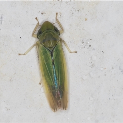 Deltocephalinae sp. (sub-family) (A leafhopper) at Melba, ACT - 9 Nov 2024 by kasiaaus