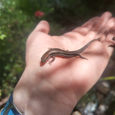 Lampropholis guichenoti (Common Garden Skink) at Evatt, ACT - 9 Nov 2024 by rbannister