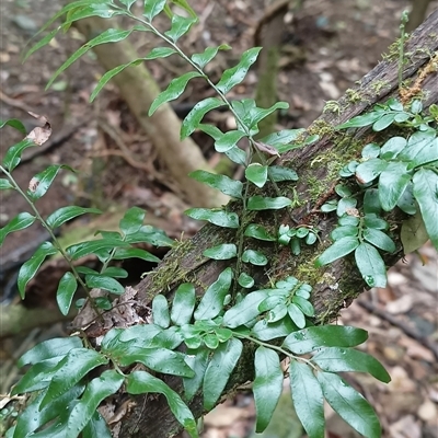 Unverified Fern or Clubmoss by MVM